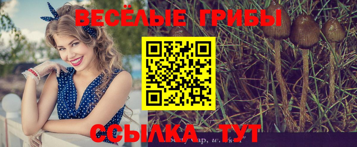 Старая Русса  Псилоцибиновые грибы Cubensis  даркнет сайт  Вход с VPN 